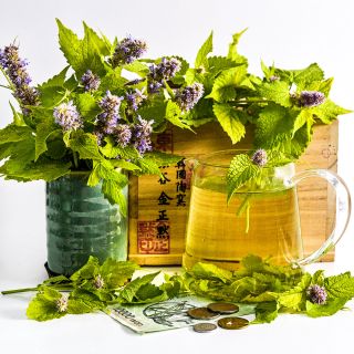 An arrangement of Golden Jubilee Korean Hyssop with a pot of hyssop tea on white background.