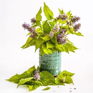 An arrangement of Golden Jubilee Korean Hyssop bloom with foliage on a white background.