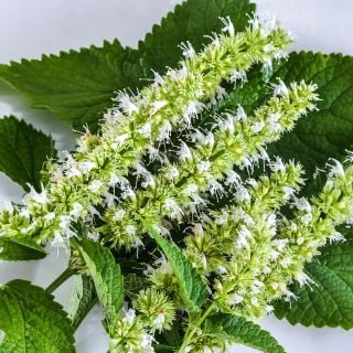 A close-up look at Liquorice White Agastache blooms and leaves. 