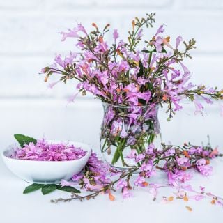  Lavender Martini Agastache in a glass vase with abowl full of blooms on a white background.