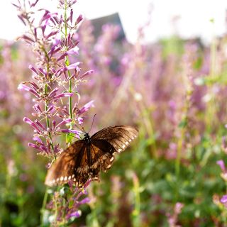 Texas Hummingbird Mint 'Heather Queen' Agastache backlit by the golden summer sun with a butterfly.