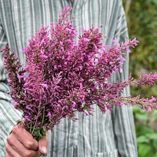 A man in striped tunic holding abouqet of Texas Hummingbird Mint 'Heather Queen' Agastache.