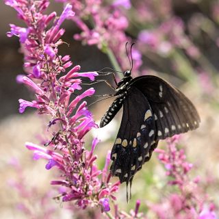 A close-up of butterfly extracting nectar from Texas Hummingbird Mint 'Heather Queen' Agastache.