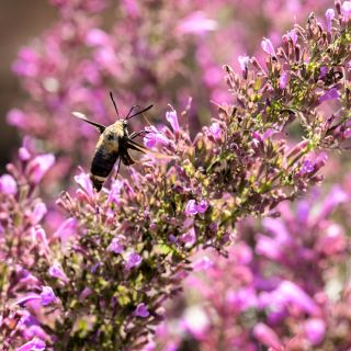 A hummingbird moth gathers nectar from Texas Hummingbird Mint 'Heather Queen' Agastache.