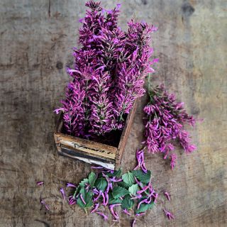 Texas Hummingbird Mint 'Heather Queen' Agastache arranged in wooden box with blooms and leaves on wood.