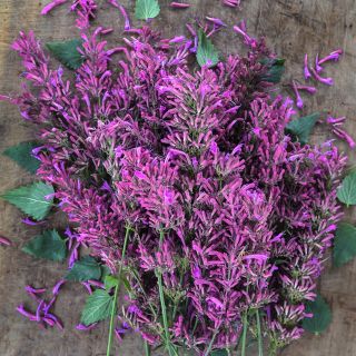 A bouquet of Texas Hummingbird Mint 'Heather Queen' Agastache with floiage on wooden background.