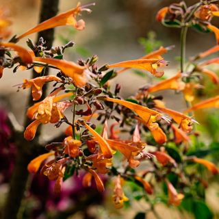 Navajo Sunset Agastache blooming in the garden and backlit by the sun. Image courtesy of Lucy Hutchins.