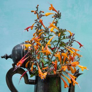 Navajo Sunset Agastache flowers in a tarnished silver vase on a teal background. Image courtesy of Lucy Hutchins.
