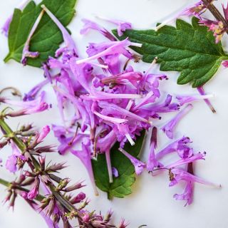 A close-up micro view of Rose Mint Agastache on a white background.