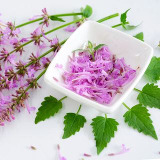 A bowl full of Rose Mint Agastache flowers surrounded by foliage and blooms.