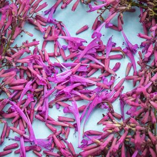 A close-up micro view of Texas Hummingbird Mint 'Heather Queen' Agastache flowers on a light blue background.