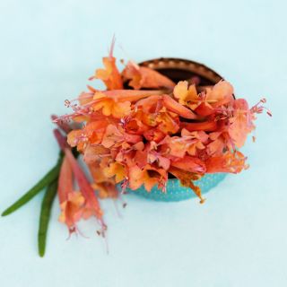 Apache Sunset Agastache flowers in little blue dish on light blue background.
