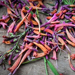 Close-up view of Apache Sunset Agastache blooms on a wooden background.