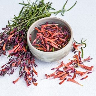 Apache Sunset Agastache tea in ceramic cup surrounded by blooming stems and flowers on white.