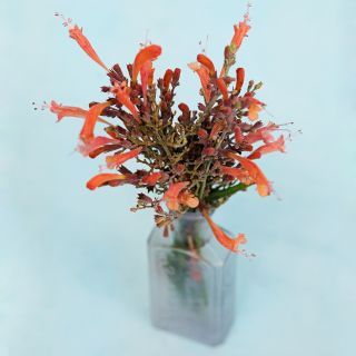 Apache Sunset Agastache flowers in a tiny frosted glass bottle on a light blue background.