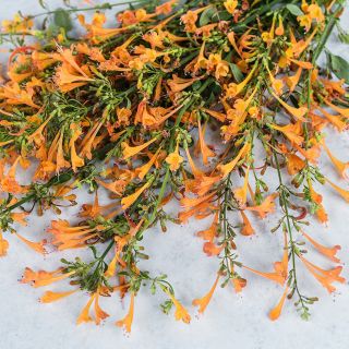 A spray of Apricot Sprite Agastache stems covered in fragrant blooms on a light background.