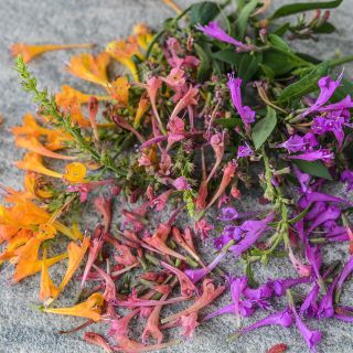 Fragrant Delight Mix Agastache flowers on a stone background.