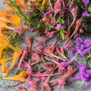 A close-up micro view of Fragrant Delight Mix Agastache flowers.