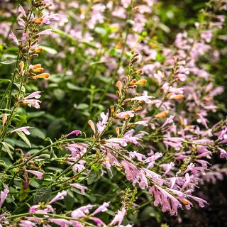 Lavender Martini Agastache growing in a greenhouse at Baker Creek.