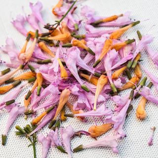 A close-up micro view of delicate Lavender Martini Agastache flowers on a linen background.