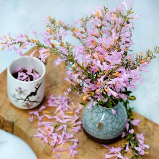 A floral arrangement of Lavender Martini Agastache with a cup of tea on serving board.