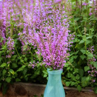 Rose Mint Agastache in vase with agastache growing in the background in greenhouse at Baker Creek.