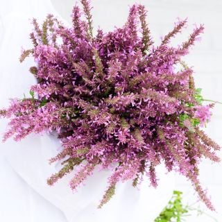 A woman in white tunic holding a large bouquet of Rose Mint Agastache against a white backdrop.