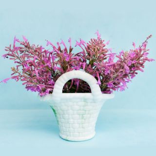 Texas Hummingbird Mint 'Heather Queen' Agastache in a glass basket on a light blue background.