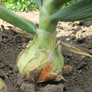Ailsa Craig Onion bulb still in the ground.