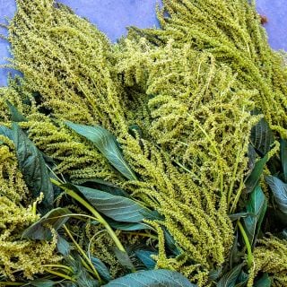A detailed view of Aurelia's Verde Amaranth.
