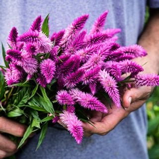 A gardener holding freshly harvested Lagos Spinach Celosia in the garden.