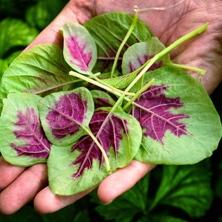 A gardener holding a handfull of young tender Chinese Multicolor Spinach Amaranth leaves.