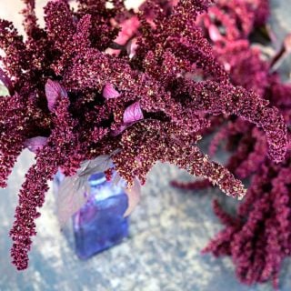 An arrangement of Hopi Red Dye Amaranth in a bottle on a dark background.