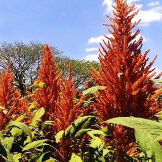 Juana's Orange Amaranth growing in a field.