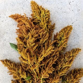Juana's Orange Amaranth bloom gracefully reclining on a stone background.