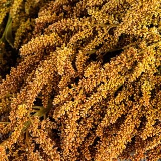 Detail of a Juana's Orange Amaranth bloom.