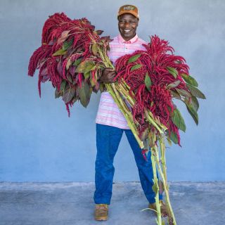 A full body view of a MESA Intern from Kenya with two armfuls of huge Opopeo Amaranth stalks.