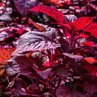 Beetroot Vlathankara Amaranth growing in a greenhouse at a Baker Creek greenhouse in Mansfield, Missouri.