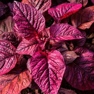 An overhead view of Beetroot Vlathankara Amaranth leaves in the greenhouse at Baker Creek.