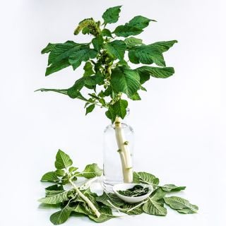 A stalk of White Beauty Amaranth in a glass bottle with cooked and raw leaves surrounding it.