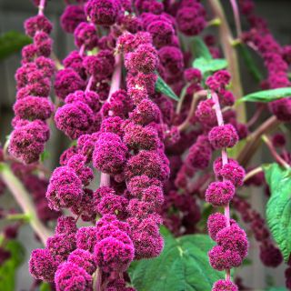 Close-up macro view of  Dreadlocks Amaranth.