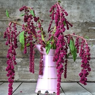  A floral arrangement of Dreadlocks Amaranth in a tall pink pitcher against a wood background.