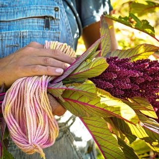 A woman in overalls holding yarn dyed with some freshly harvested Elena's Rojo Amaranth in the garden.