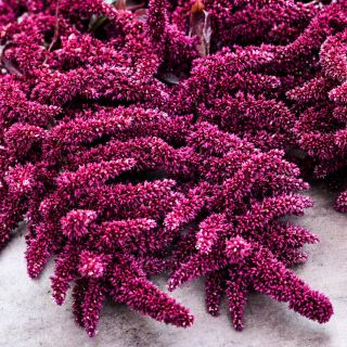 A close-up view of Elena's Rojo Amaranth.