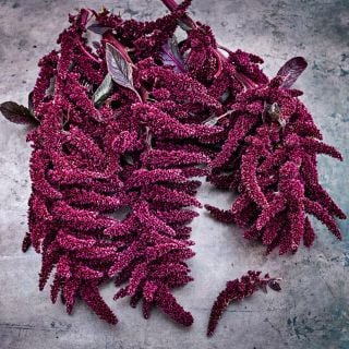 Elena's Rojo Amaranth arranged on rustic brown background.