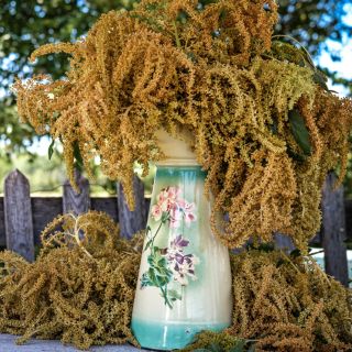A pitcher full of Golden Giant Amaranth resting on table outside in Mansfield, Missouri.