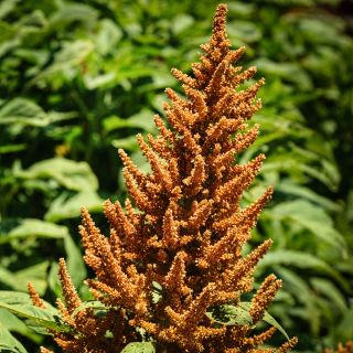 Golden Giant Amaranth growing in the trial gardens at Baker Creek.