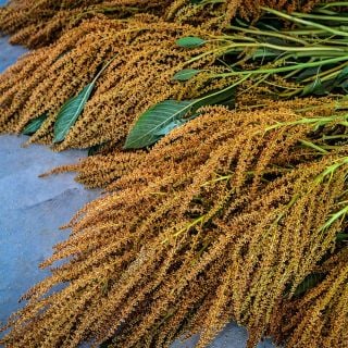 Golden Giant Amaranth against a stone background.