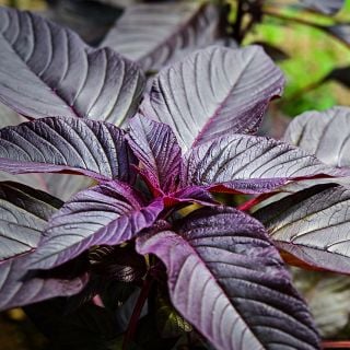 A Hopi Red Dye Amaranth plant growing in the greenhouses at Baker Creek.