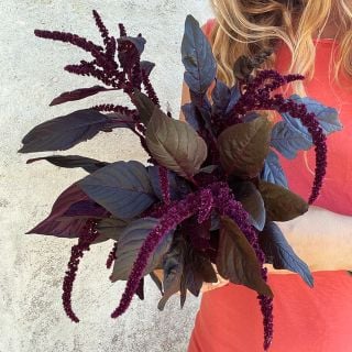 Lucy Hutchins holding a bouquet of Hopi Red Dye Amaranth against a stucco wall. Image by Lucy Hutchins.